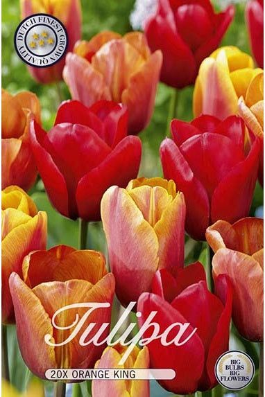 Tulip Orange King 20-pakning